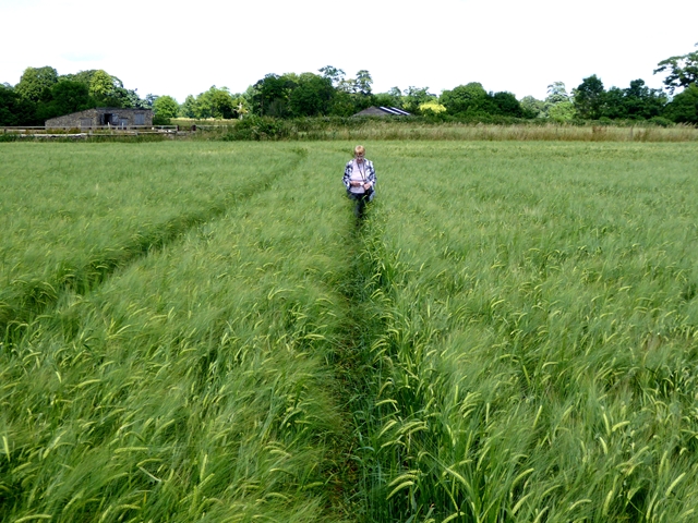 Picking a way through the field of barley