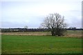 Tree, Sisterbeck Drain