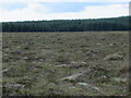 ND3167 : Forest edge near Battens of Brabster by Wick by ian shiell
