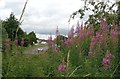 Rosebay willowherb on the Aylestone Playing Fields