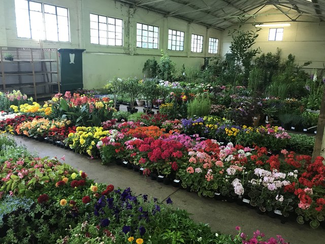 Flowers and shrubs for sale at Clifford Cross Auctions, Wisbech