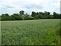 Wheat field near Stepple Hall