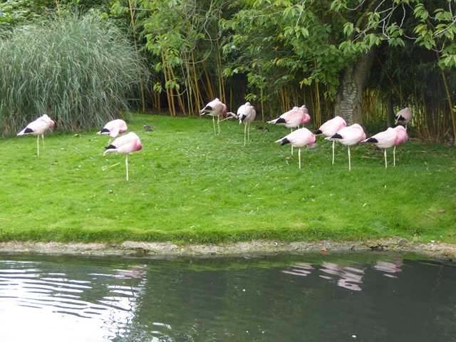 Greater Flamingos at WWT Slimbridge