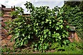 Haughley Park: Fig tree on south facing wall