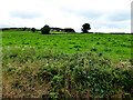 Meaghy Townland