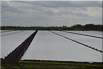 TL5374 : Covered in plastic, Holt Fen by N Chadwick