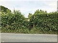 Stile partly concealed in hedge on Audley Road