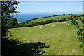 Sheep near West Lyn