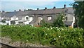 Rear of houses in Archibald Street