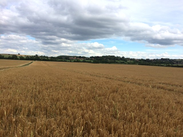 Crop Field near Woodall