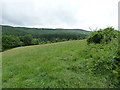 Ungrazed pasture above the Afon Cownwy