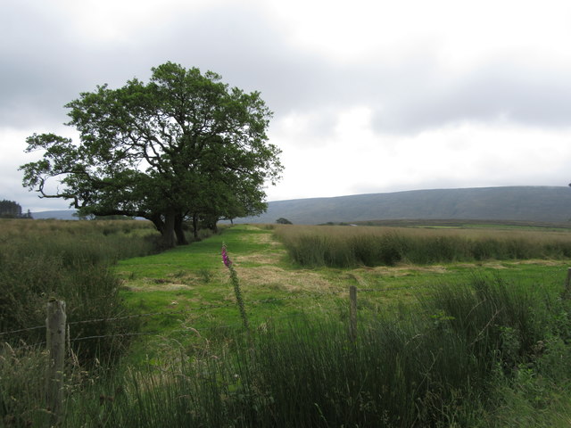 Field above Doeholme Farm