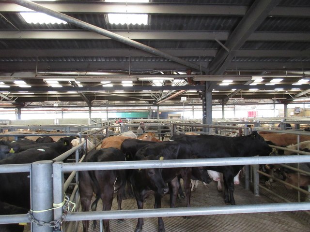 Frome Livestock Market