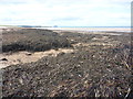 NT6579 : Coastal East Lothian : Seaweed on Belhaven Sands by Richard West