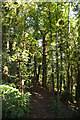 SS7402 : Mid Devon : Woodland Path by Lewis Clarke