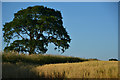 SS7501 : Mid Devon : Grassy Field by Lewis Clarke