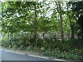 Trees by Winchester Station car park