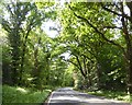 A3046 in woods in Mimbridge