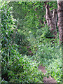 Path on the east side of East Hale Allotments