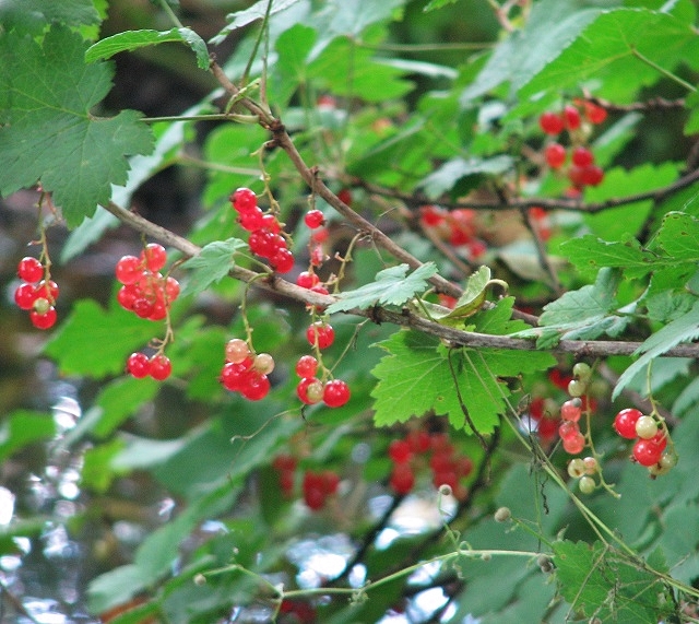 Swamp red currant (Ribes triste)