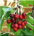 Sweet cherry ( Prunus avium)