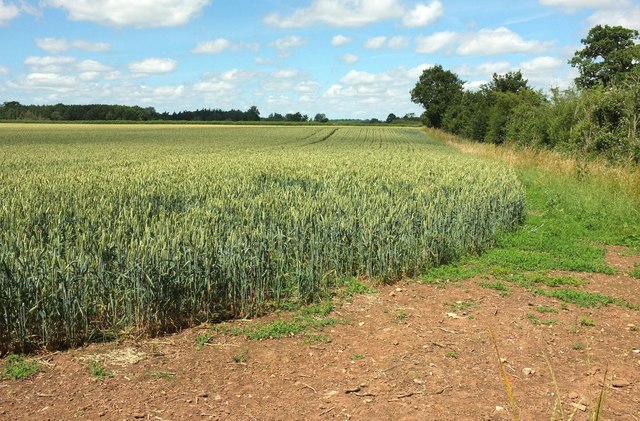 Wheat north of Croome Park