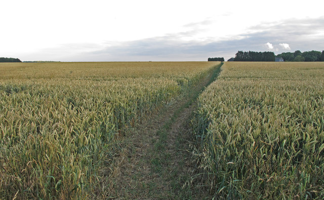 Footpath through Wheat Field near Fingrith Hall Farm, Blackmore
