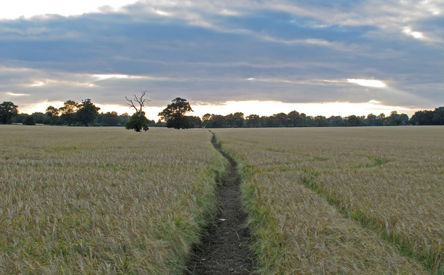 Footpath through Barley Field, Blackmore