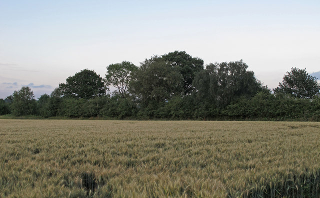 Barley Field near Blackmore Road, Highwood