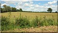 Field near Marybrook Farm