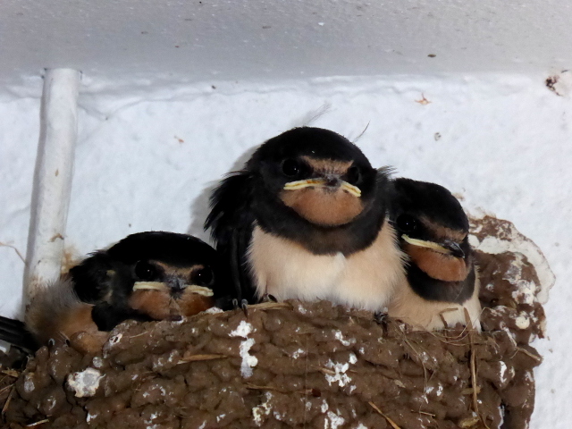 Young swallows in a nest, Omagh