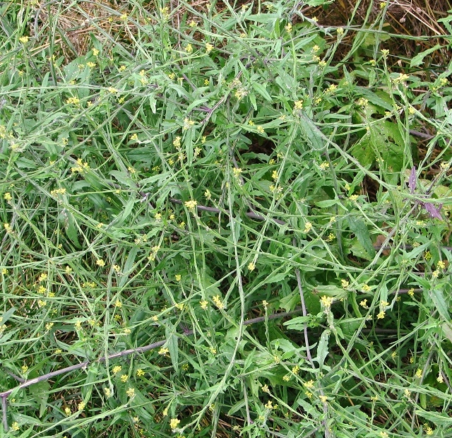 Wild rocket (Diplotaxis tenuifolia)
