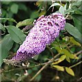 Buddleia