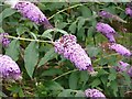 Buddleia