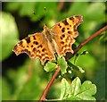 Comma butterfly (Polygonia c-album)