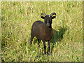 TR0349 : Black sheep by Robin Webster