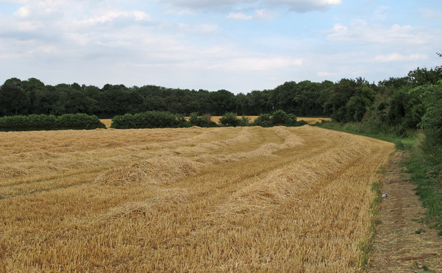 Recently Harvested Wheat Field, near Hulke's Farm, Willingale