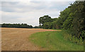 Footpath in Field Margin, near Patience Bridge, Roxwell