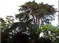 Large trees by the A3090, Hursley