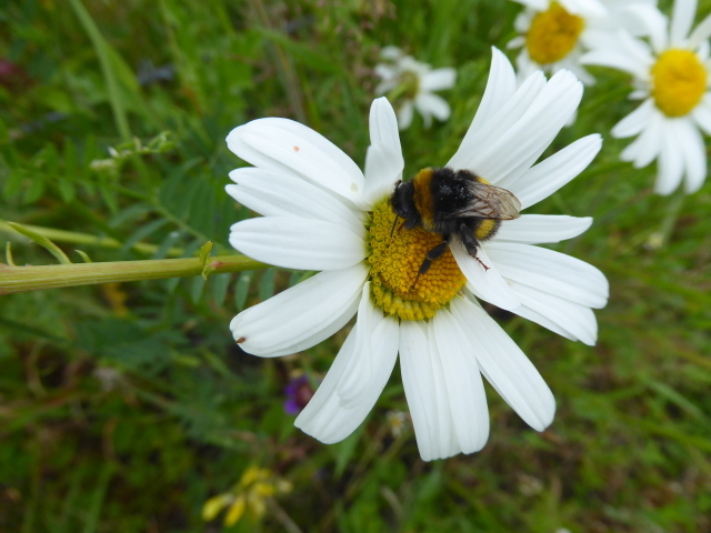 Bee And Daisy, Aghee © Kenneth Allen Cc-by-sa 2.0 :: Geograph Ireland