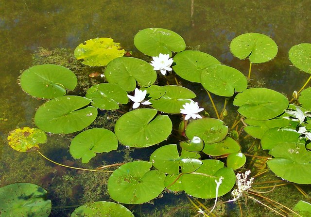 Water Lilies on the Basingstoke Canal