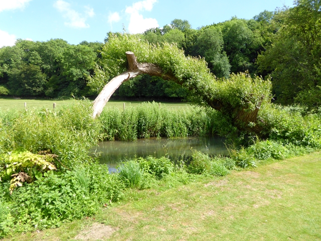 Natural willow arch by the River Coln