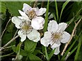 TQ8019 : A woodland bramble in flower in Brede High Woods by Patrick Roper