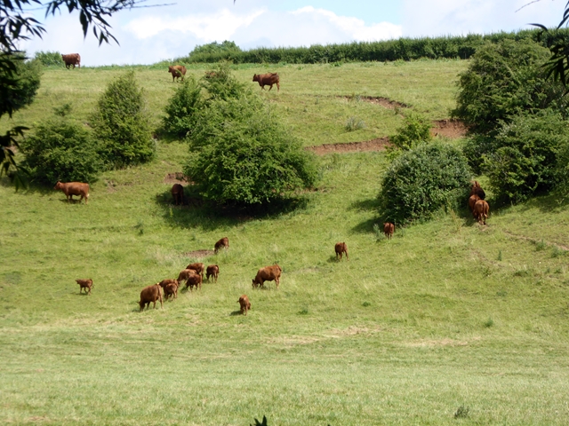 Cattle on the bank above the River Coln