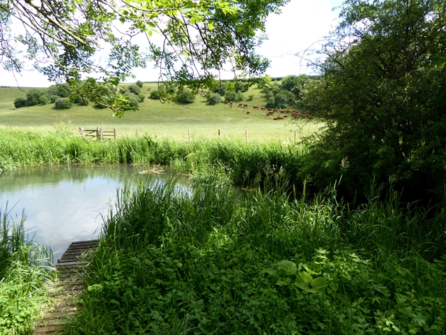 The River Coln at Quenington