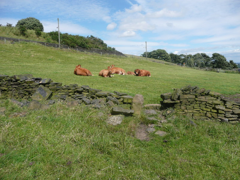 Stile On Halifax FP636, And Cattle... © Humphrey Bolton Cc-by-sa/2.0 ...