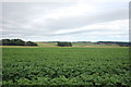 NJ6828 : Potato field by Bill Harrison