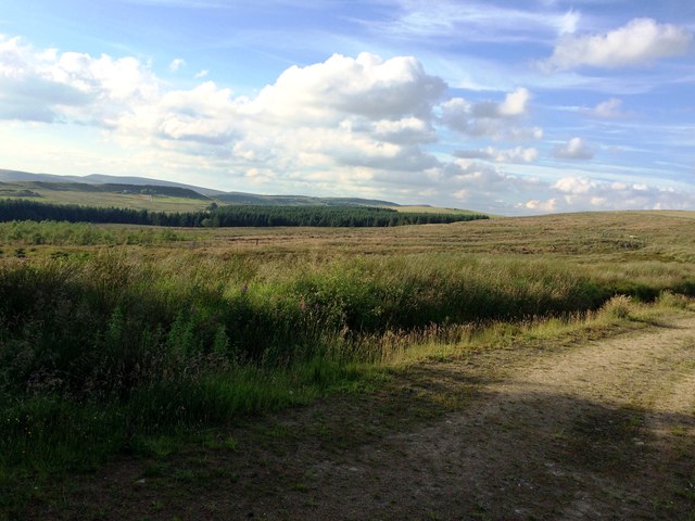 Moorland and Plantation near Brund Hill