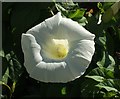 Great bindweed at Middle Longcombe