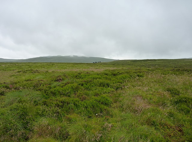 Cattle on the high moor